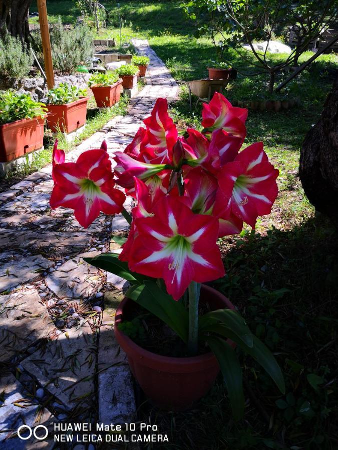 Villa Magia Ипсос Екстериор снимка